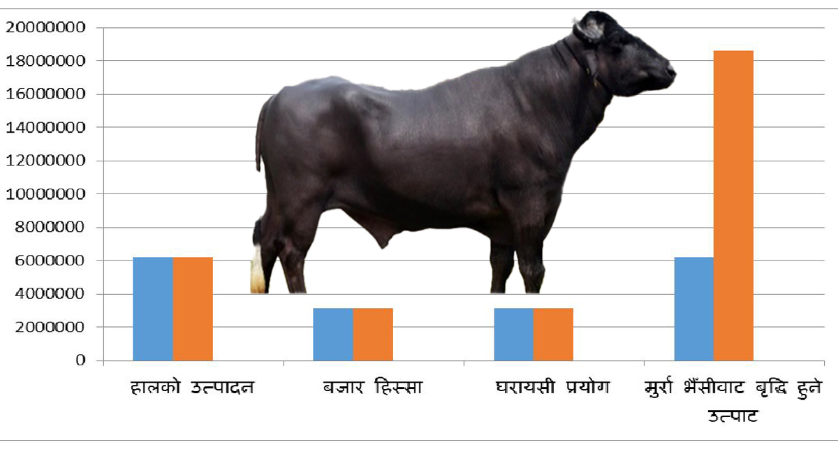 मुर्रा भैँसीले ल्याउन सक्छ दुधमा ३ गुणा बृद्धि