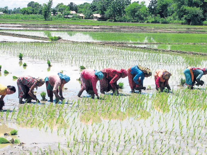 मोरङमा बीस प्रतिशत रोपियो धान