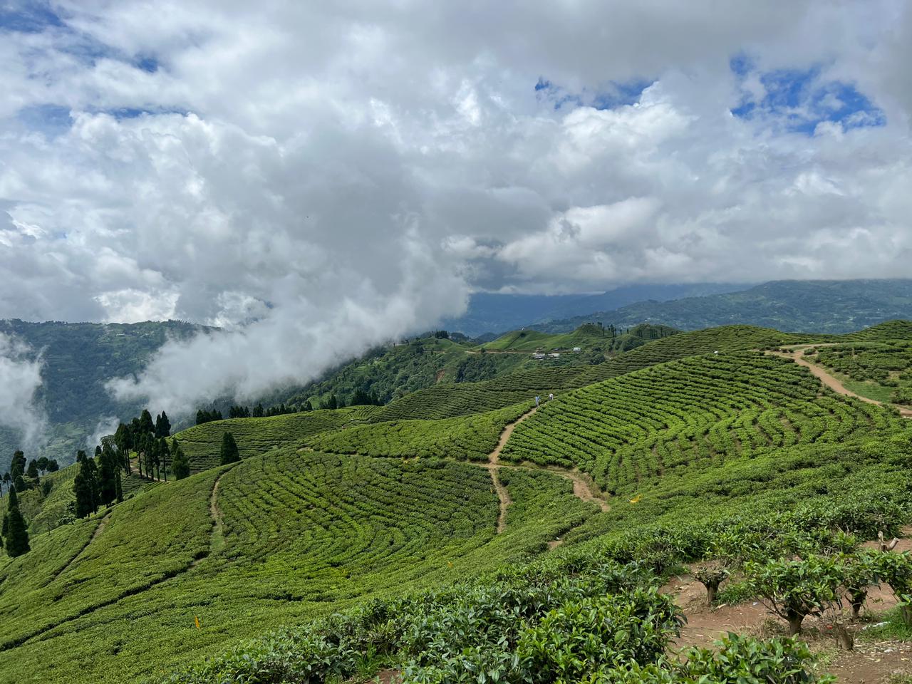 चिया कफी प्रवर्धनमा १० स्थानीय तह