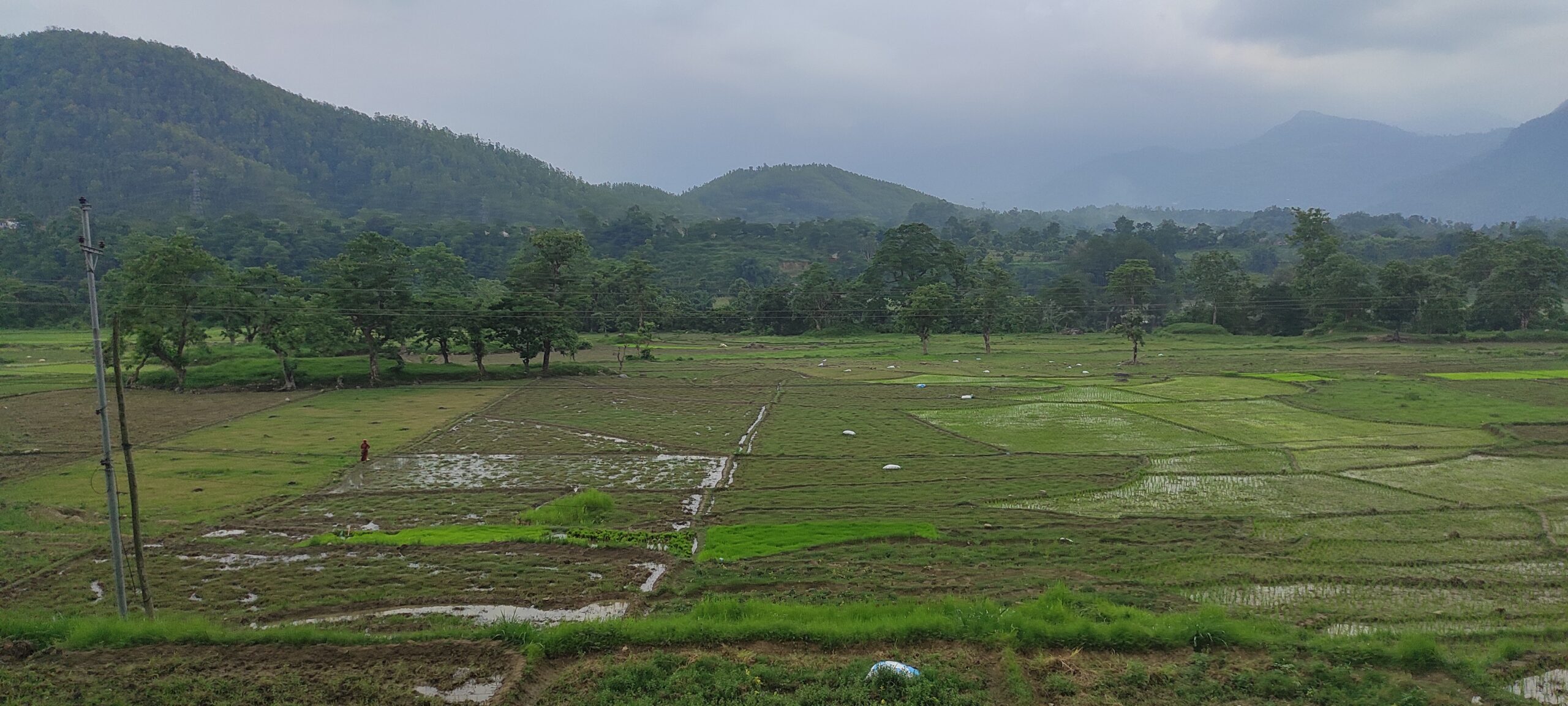 देशभर ७७ प्रतिशत धान रोपाइँ सम्पन्न ,पर्याप्त वर्ष नहुँदा रोपाइँमा गत वर्षभन्दा १३ प्रतिशत बिन्दुले कम