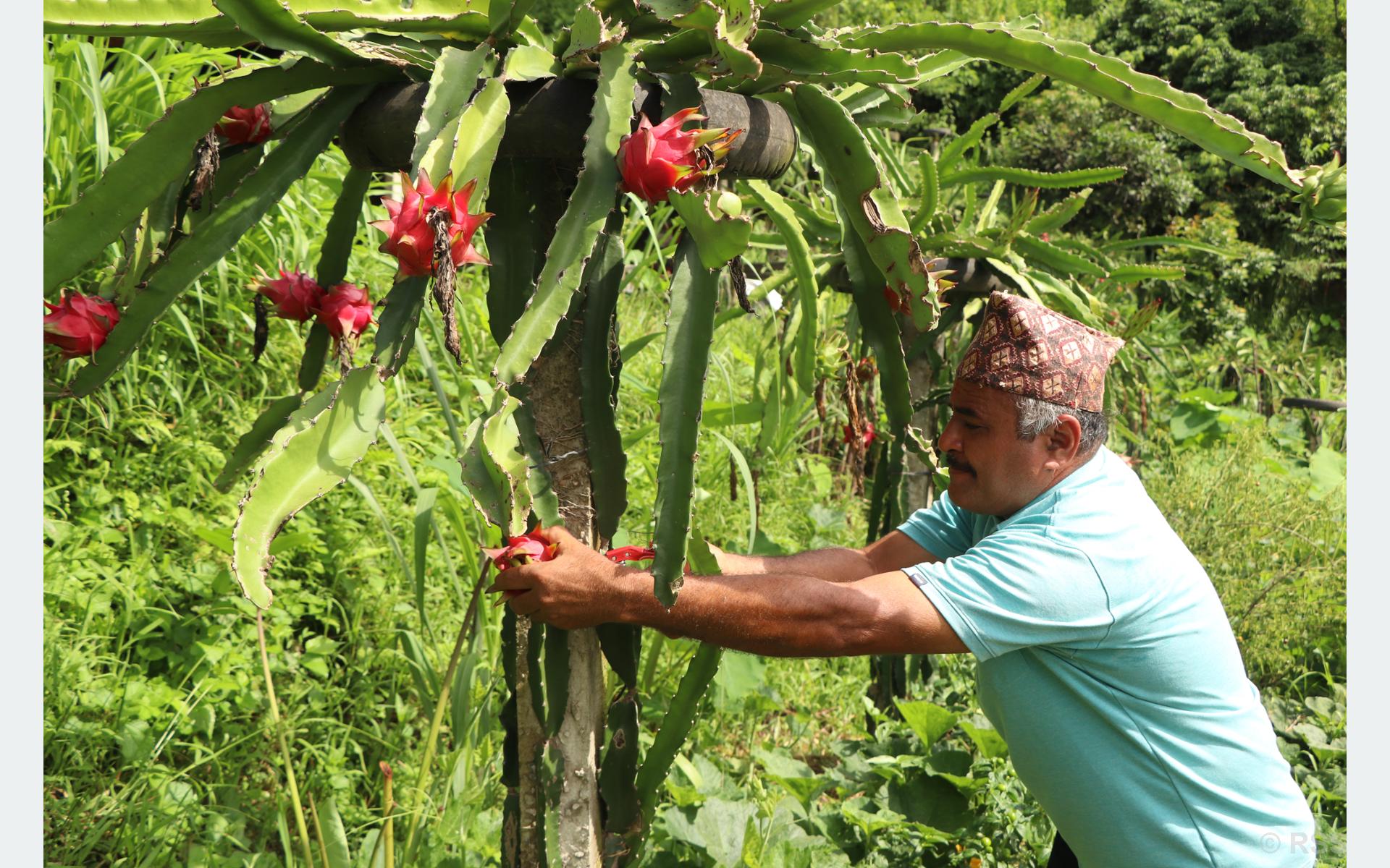 ड्रागन फुड’मा रमाउँदै धादिङका किसान