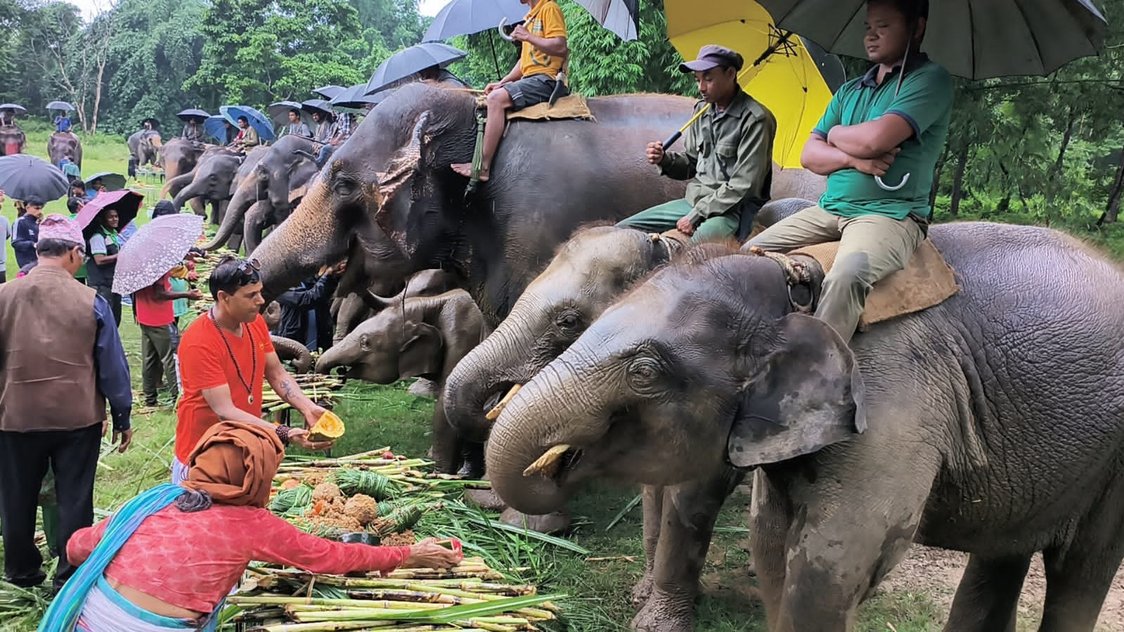 सौराहाका हात्तीलाई खुवाईयो वनभोज