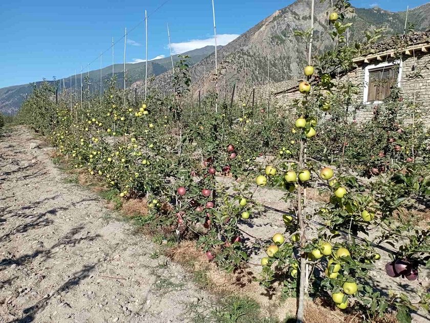 मुस्ताङमा स्याउको बोटमा फल कम लाग्दा आम्दानीमा आयो कमी