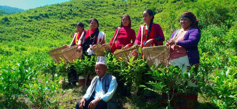 अब बागलुङमै ६० हजार चियाकाे बगानमा घुम्न पाइन्छ