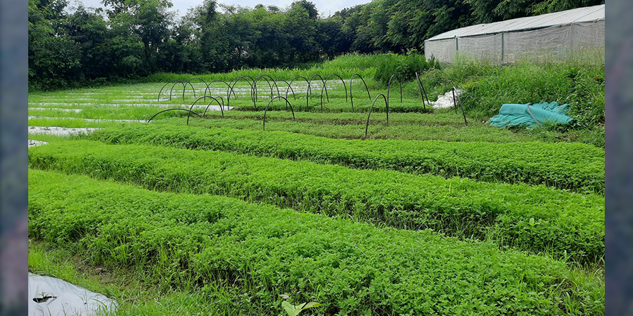 सामूहिक र करार खेतीलाई प्रोत्साहन