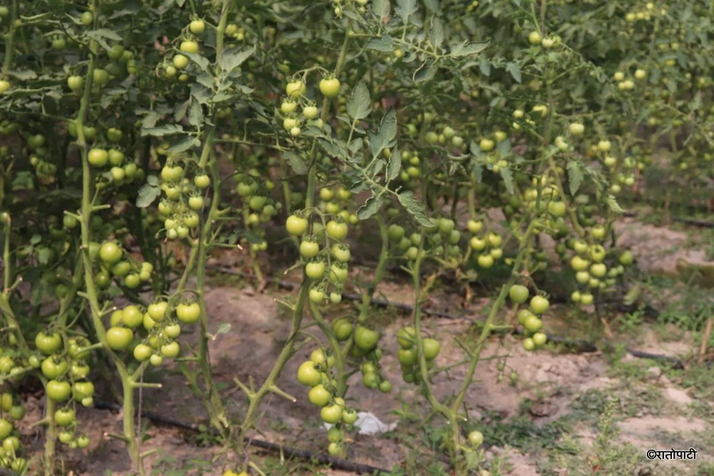 धनकुटा र तेह्रथुमका फार्मलाई चार करोड अनुदान