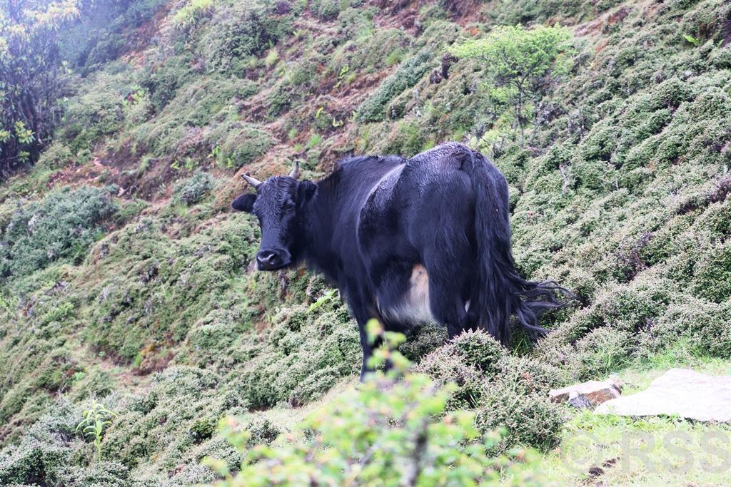 सन्दकपुरमा व्यावसायिकरुपमा चौँरीपालन