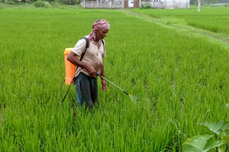 दाङका किसानले पाएनन् धानको समर्थन मूल्य