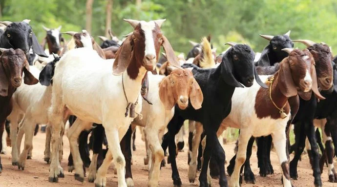 बाख्रापालन व्यवसायबाट मनग्य आम्दानी