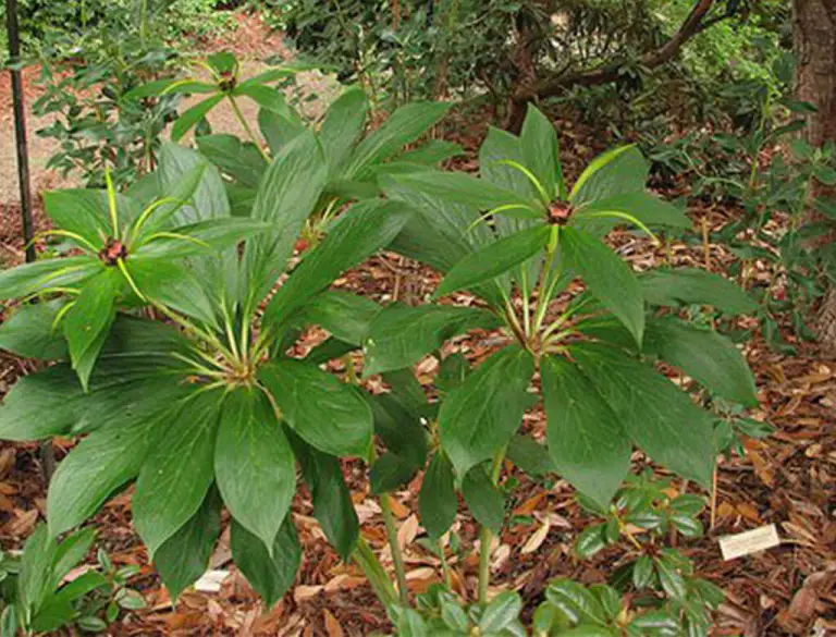 व्यावसायिक सतुवा खेती किसानको रोजाइमा