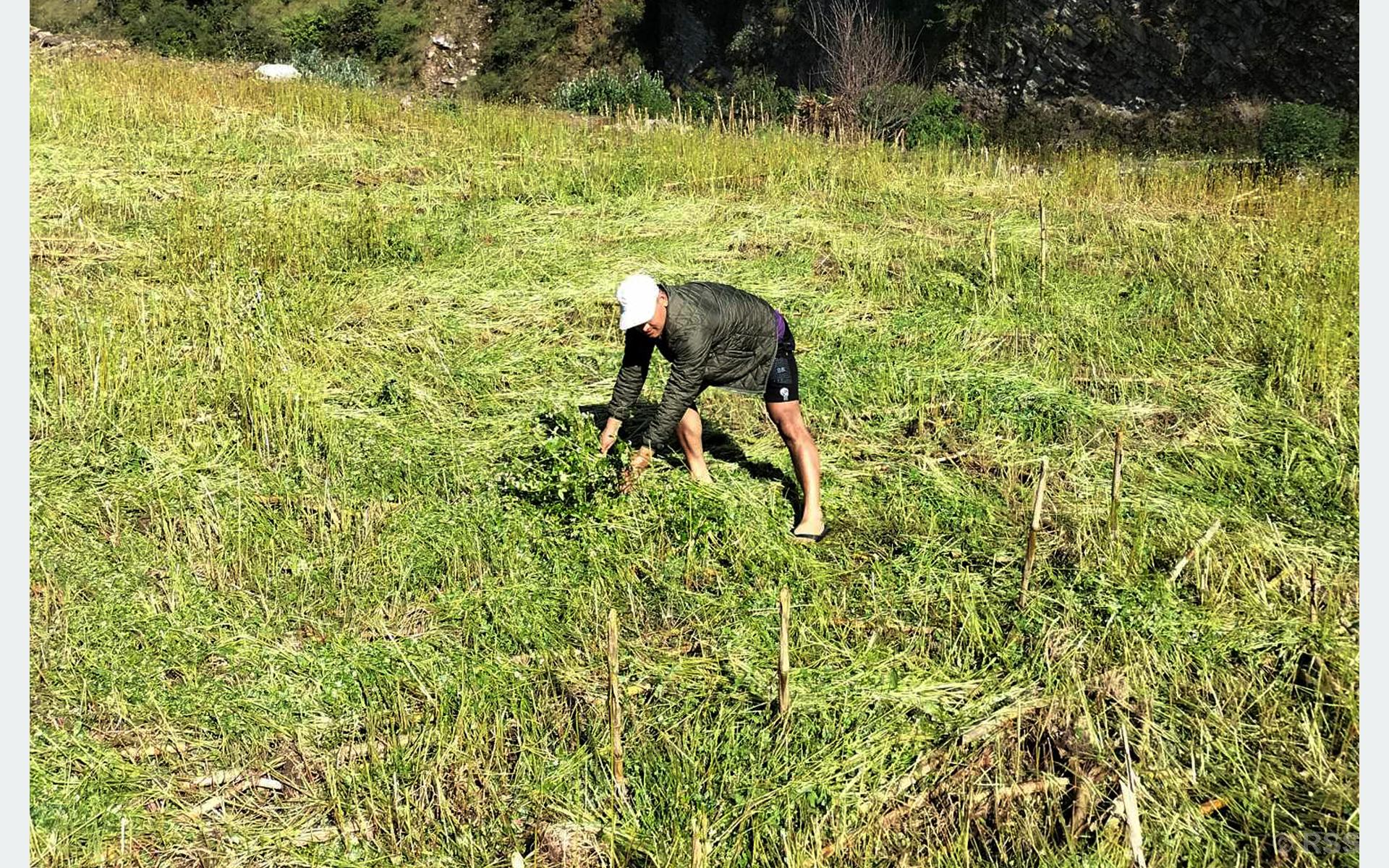 बेमौसमी वर्षाले फापर बाली र तरकारी नष्ट