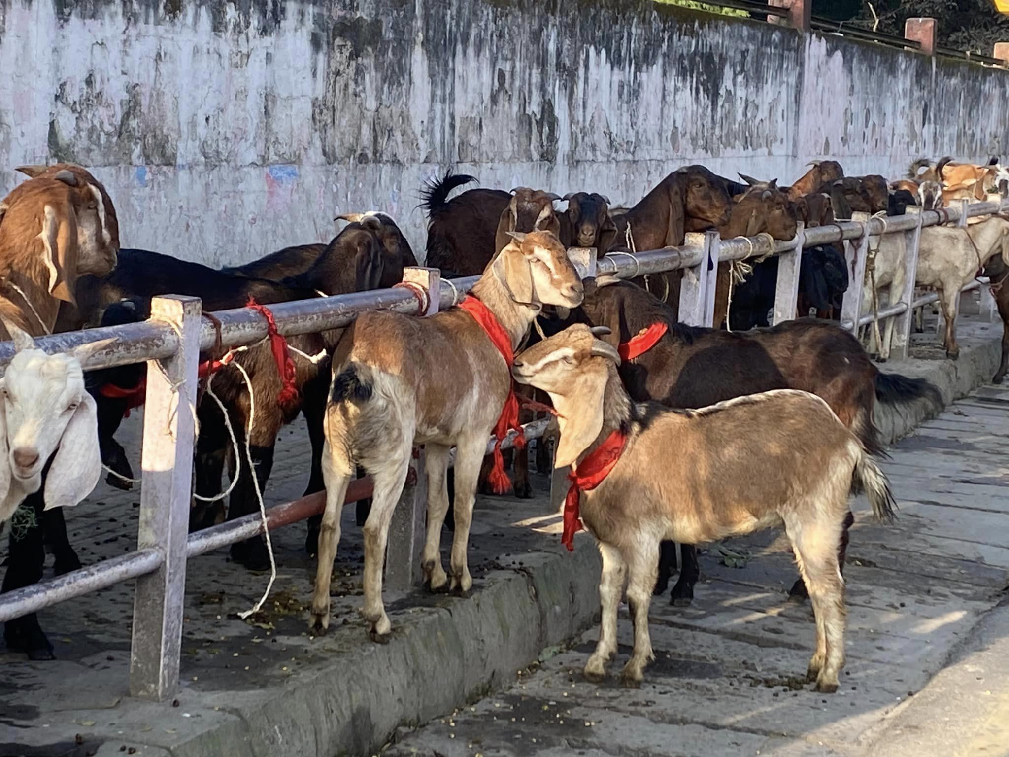 उपभोक्तालाई थप सहुलियत दिन खाद्यले घटायो खसी बोकाको मूल्य