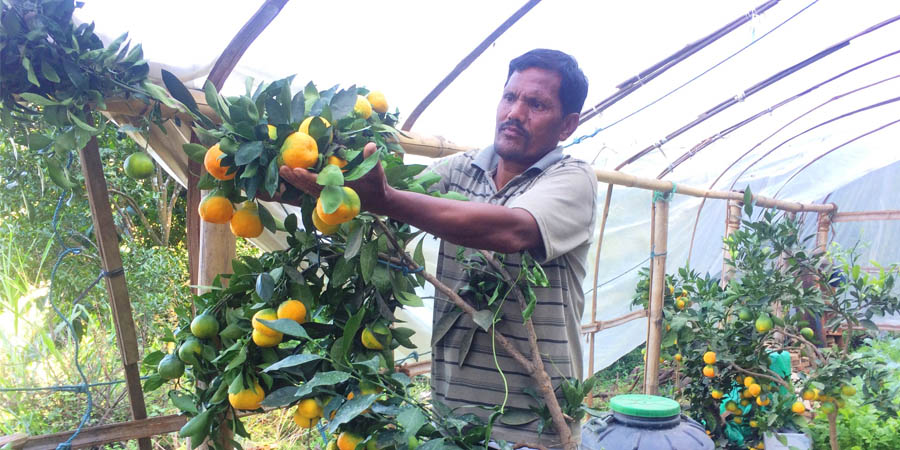 बेमौसमी सुन्तला फलाउँदै खड्का, एउटै बोटमा २० केजीसम्म फल्ने