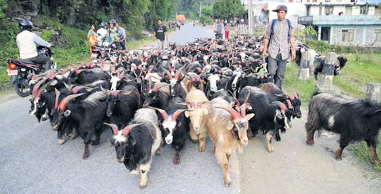 भेडाच्याङ्ग्रा बेच्न जुम्लाबाट हिँडेर १७ दिनमा बेनी