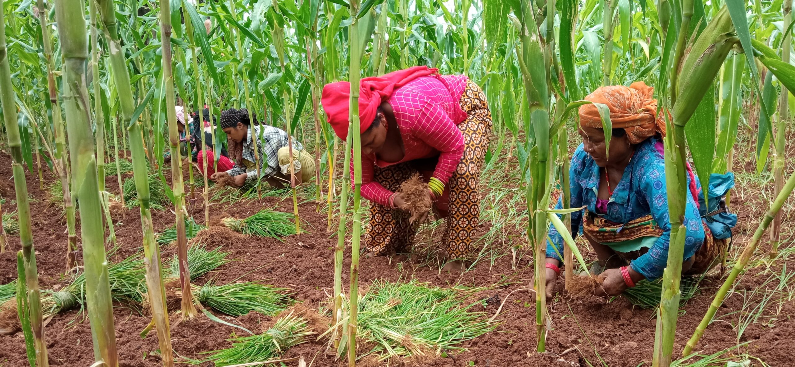 गाउँमा कोदो खेती घट्दै, सहरमा महत्व बढ्दै