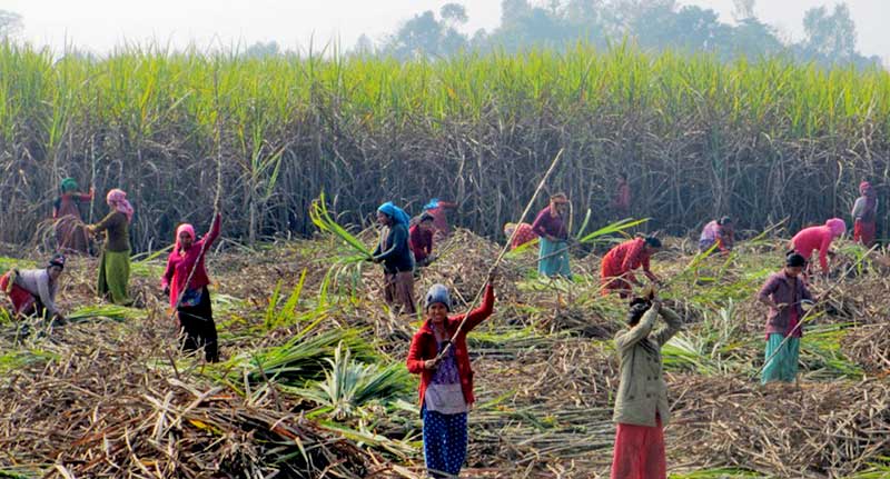 उखु किसानले ३२ करोड अनुदान पाउन बाँकी