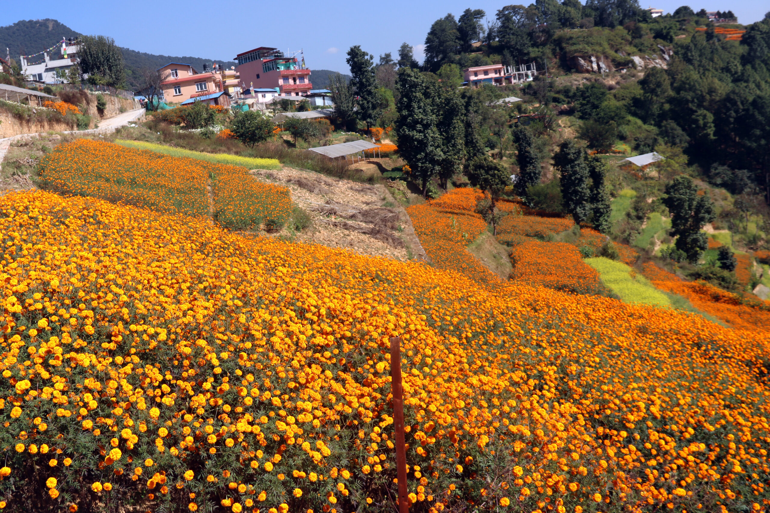 तिहारमै बिक्री भएन फूल, किसान निराश