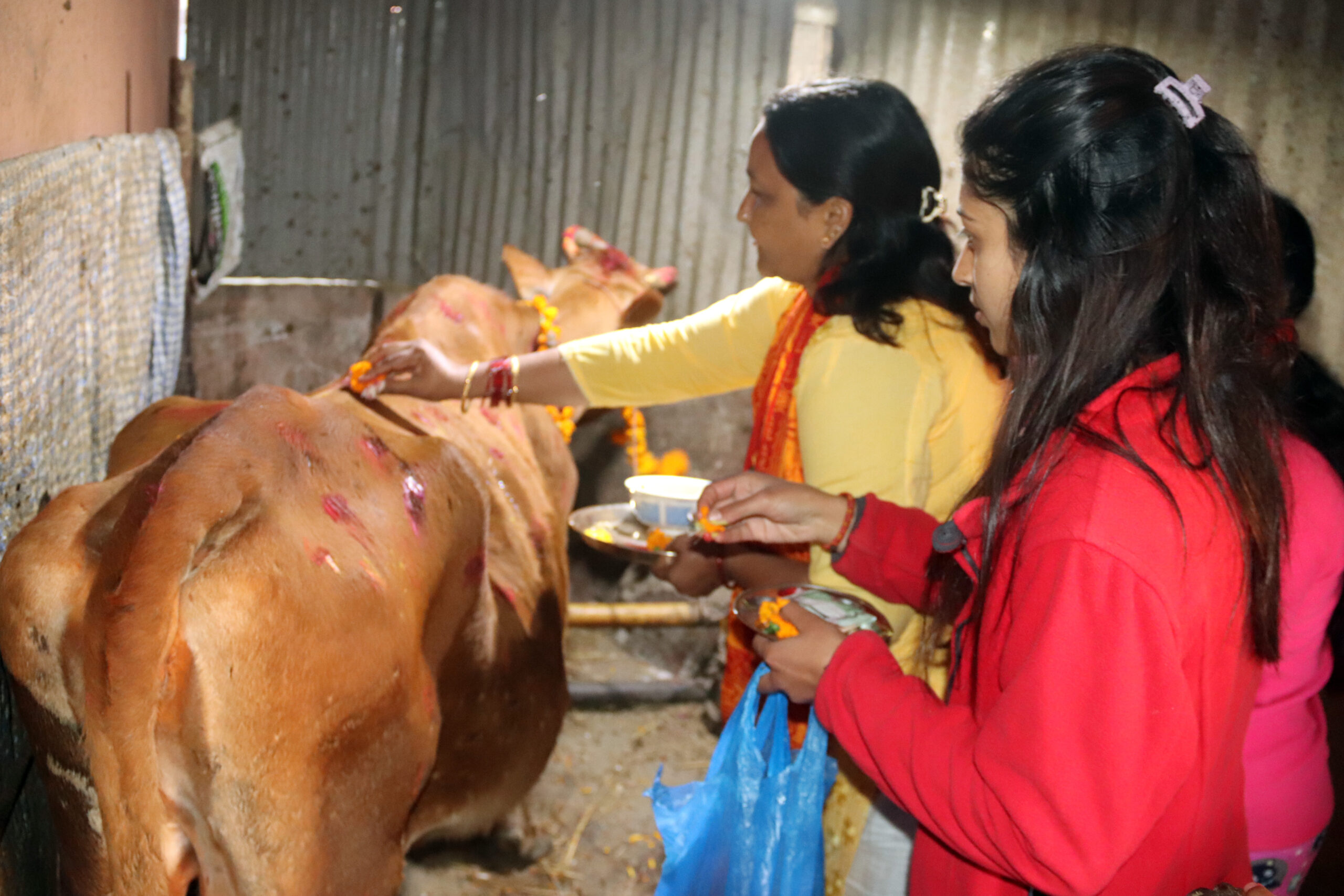 गाईलाई लक्ष्मीमाताका रुपमा किन गरिन्छ सम्बोधन ?