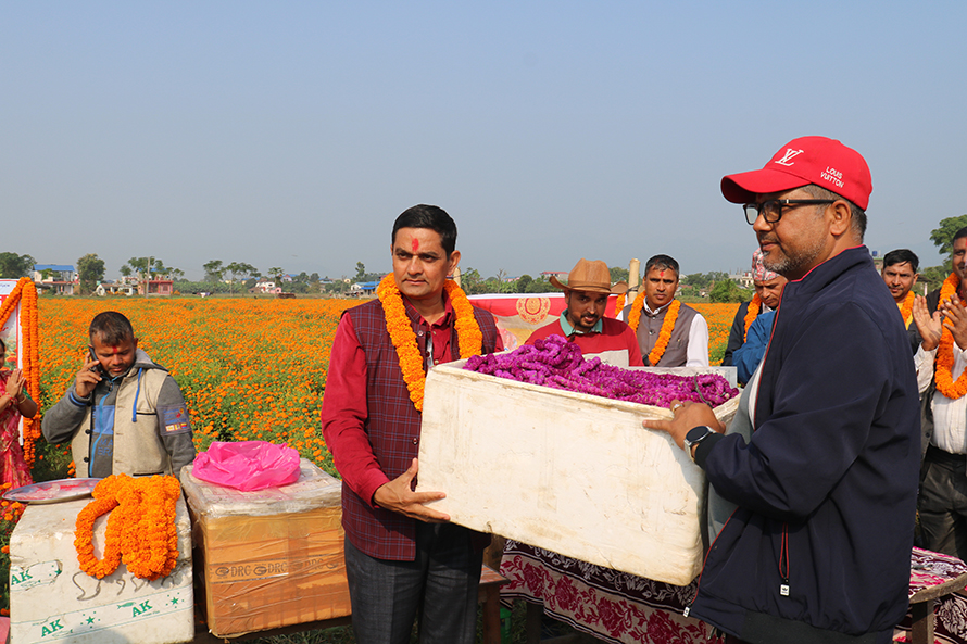 चितवनको सयपत्री र मखमली हङकङ निर्यात