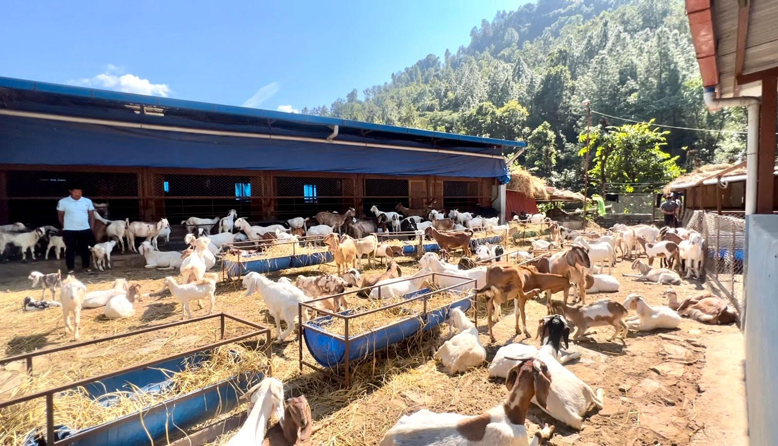 तीन करोड लगानीमा बाख्रा फार्म सुरु