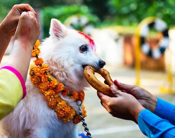 तिहारको दोस्रो दिन: सुरक्षा निकायले गरे कुकुर पूजा