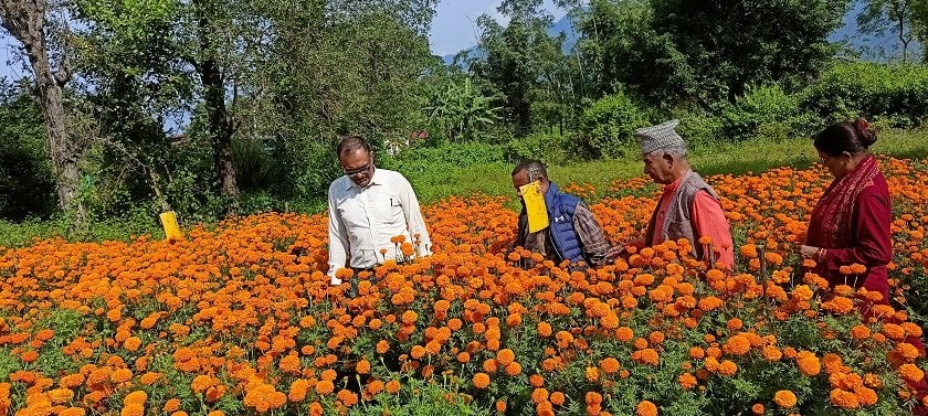 सयपत्री बेचेर ९ लाख आम्दानी