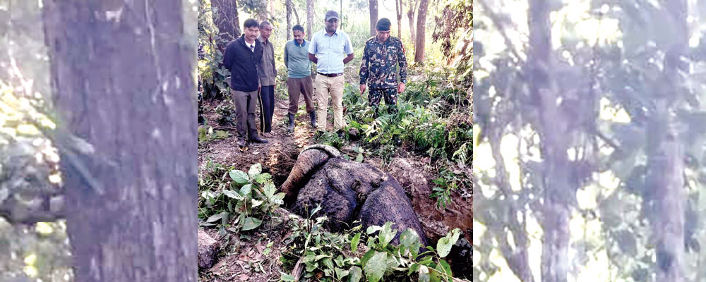 गैँडा हत्या प्रकरणमा अनुसन्धान पटके अभियुक्ततिर