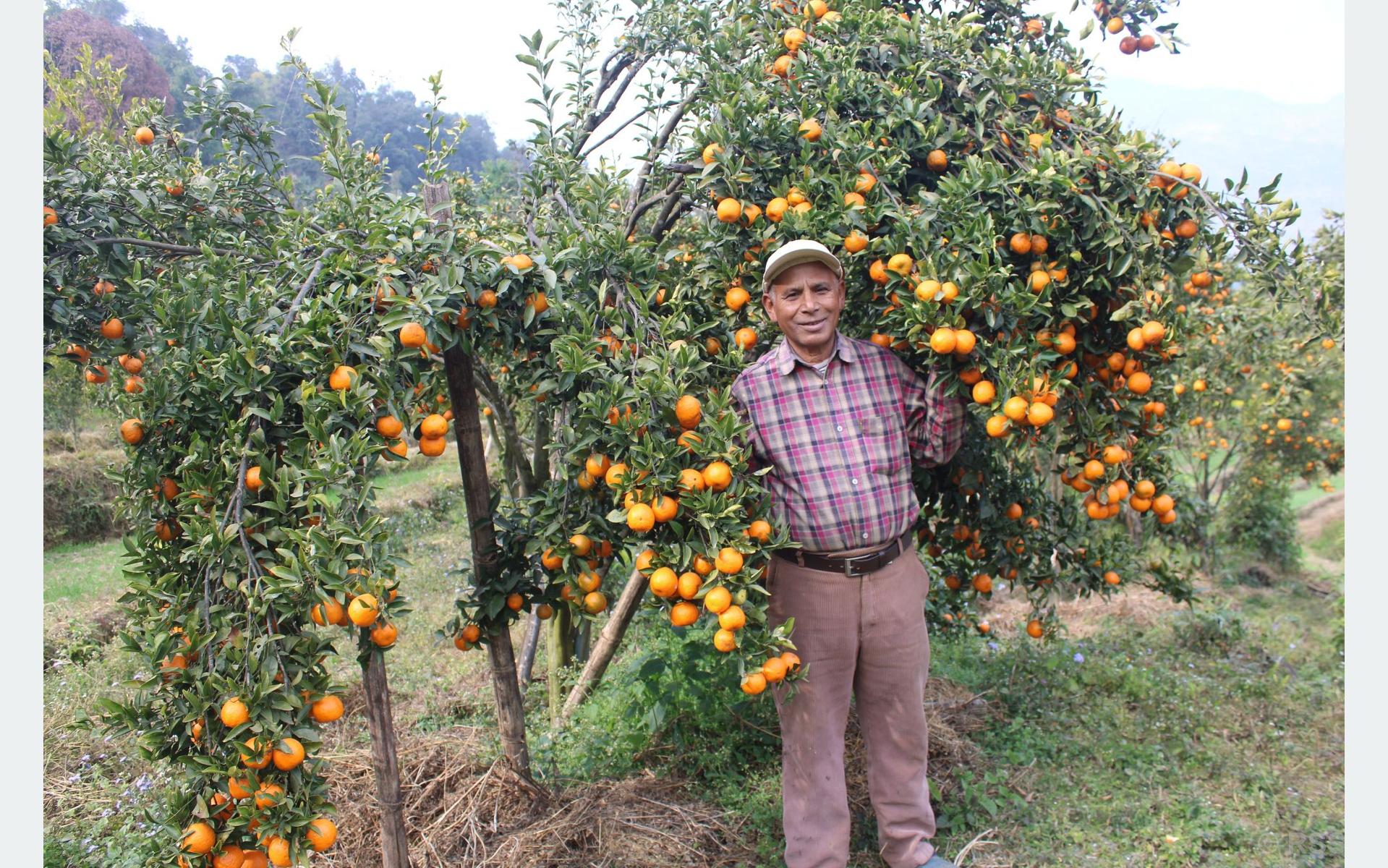 शिक्षणबाट अवकाशपछि सुन्तलाखेतीबाट: बर्सेनि पाँच लाख आम्दानी