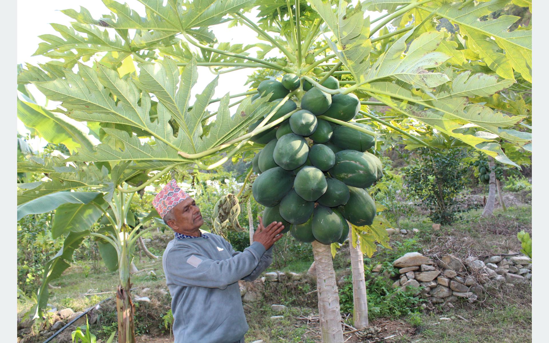 मेवा बेचेर मासिक आम्दानी डेढ लाख