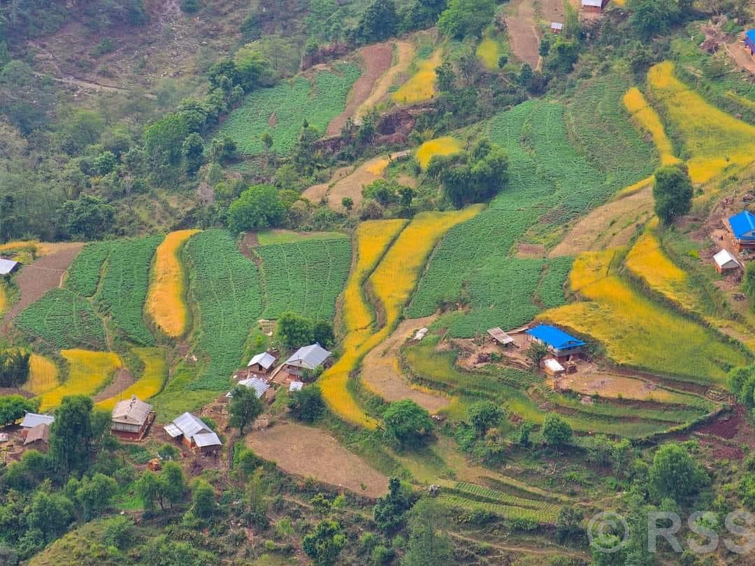 झ्याजेटोलबाट ७० लाख बराबरको तरकारी निकासी