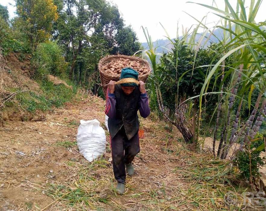 अदुवा बिक्रीबाट ६ करोडभन्दा बढीको आम्दानी