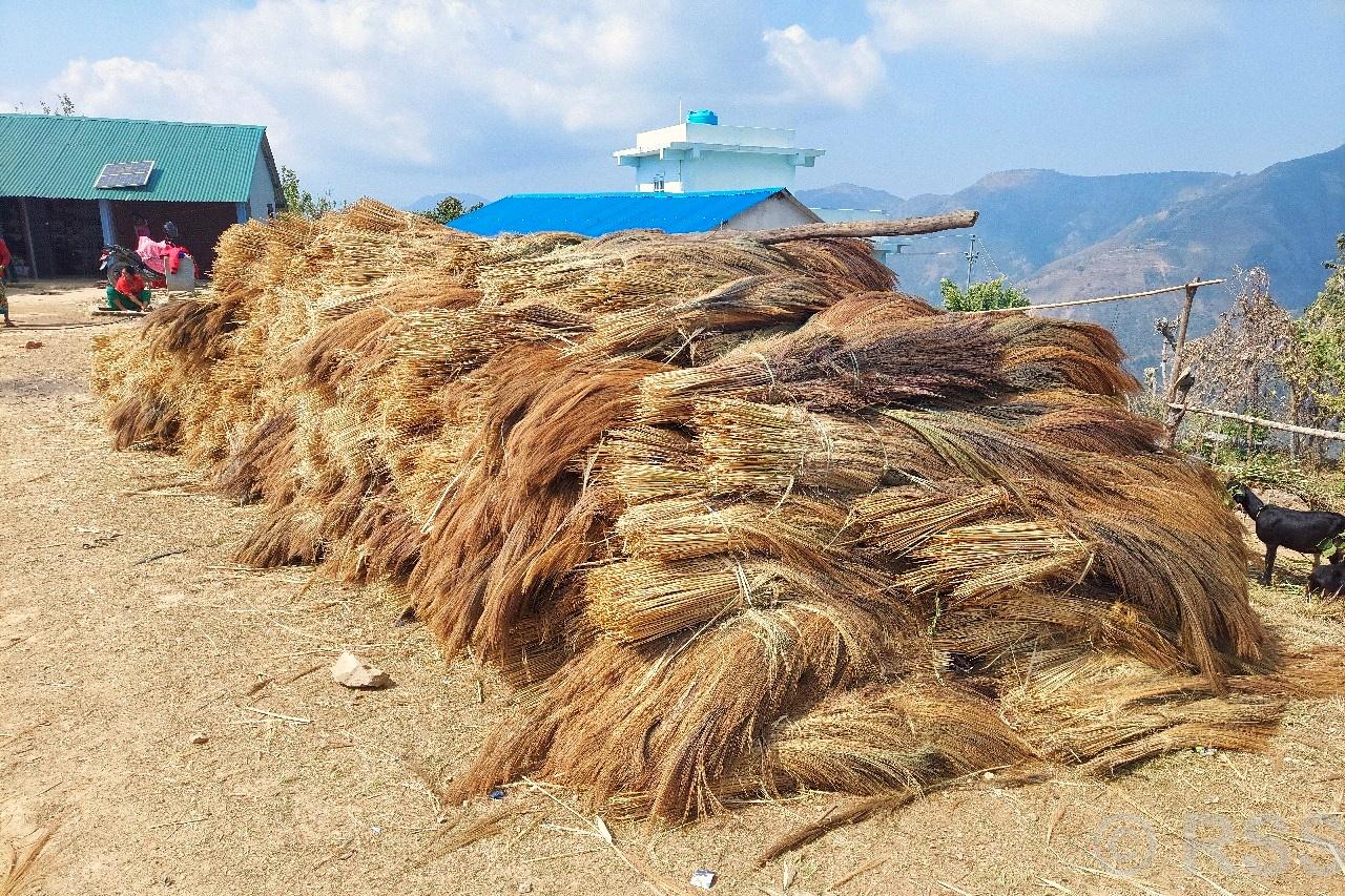 कबुलियत वनमा लगाइएको अम्रिसोबाट तीन करोड बढी आम्दानी