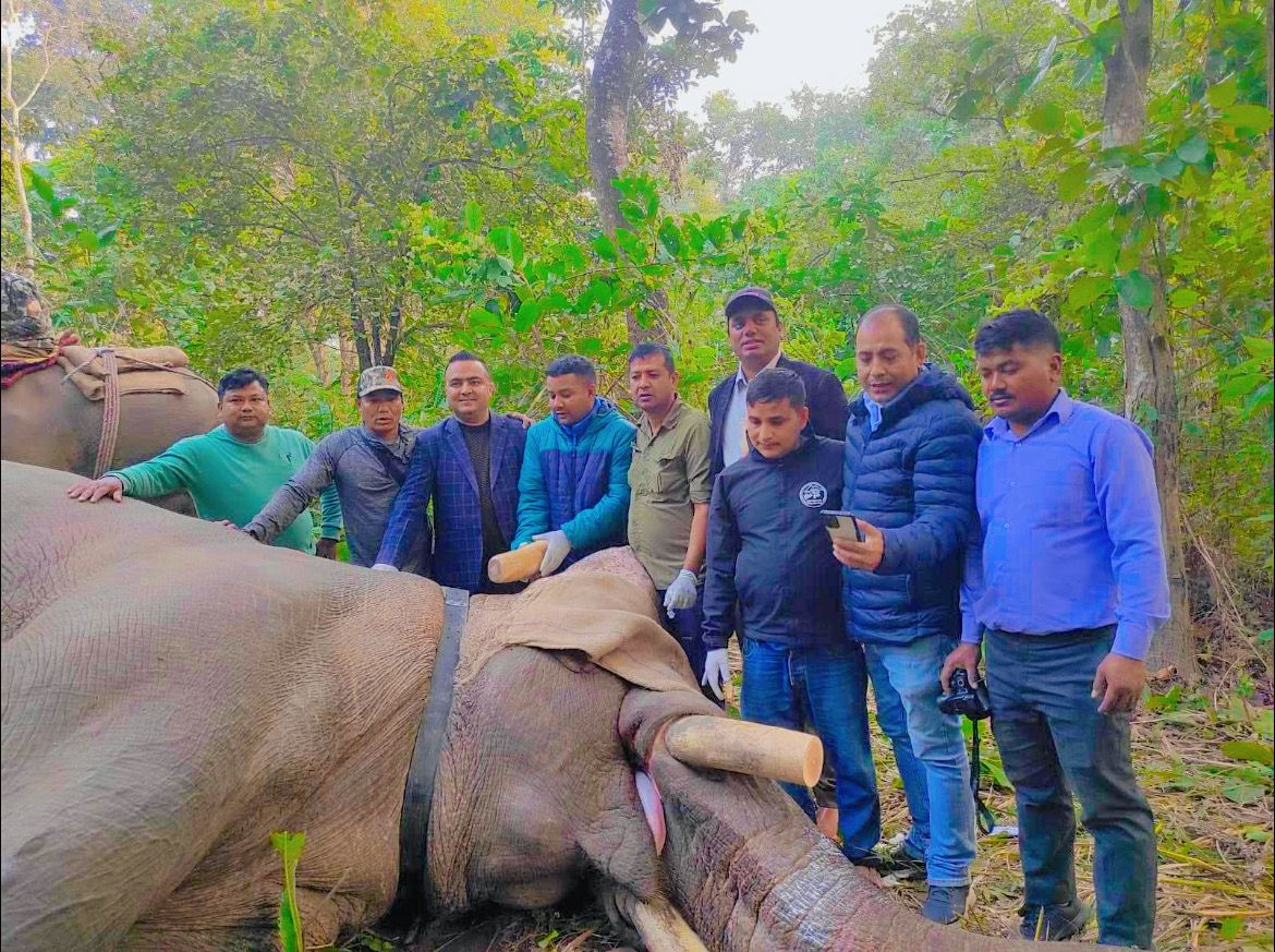 ध्रुवे हात्तीलाई रेडियोकलर जडान