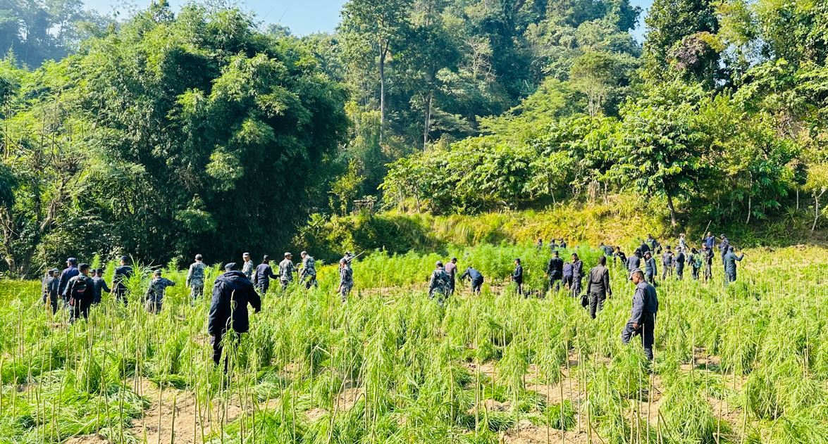 १५ बिघा जग्गामा गरिएको गाँजाखेती प्रहरीद्वारा नष्ट