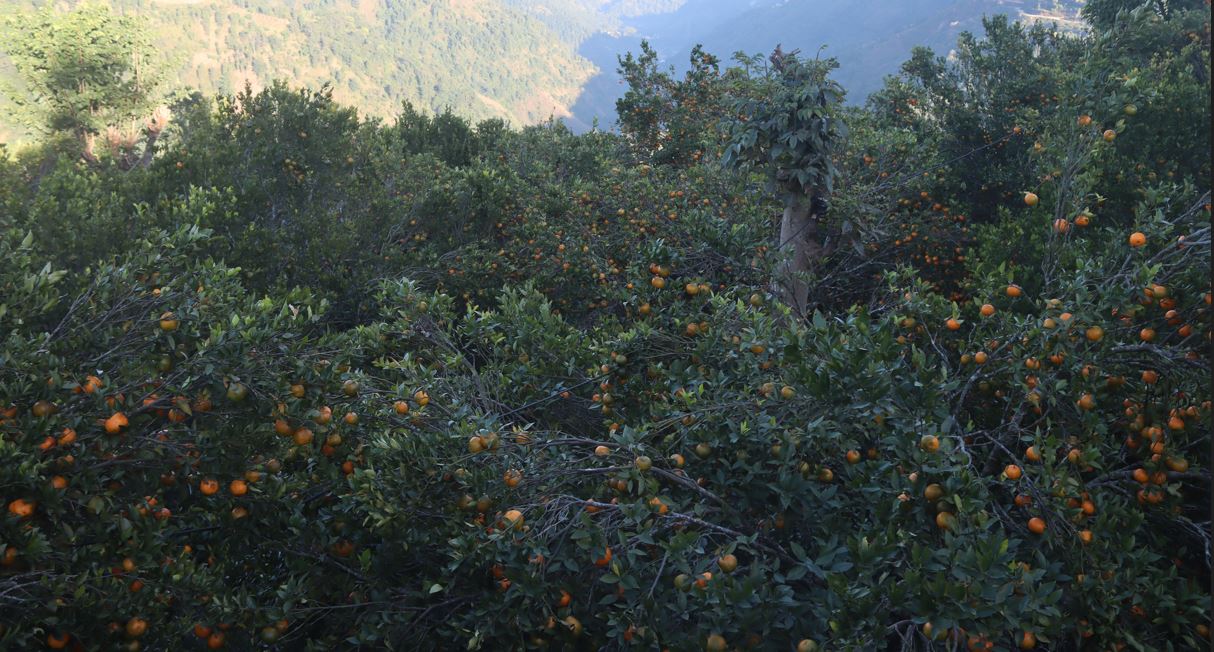 सुन्तला उत्पादनमा वृद्धि हुुँदा किसान उत्साहित