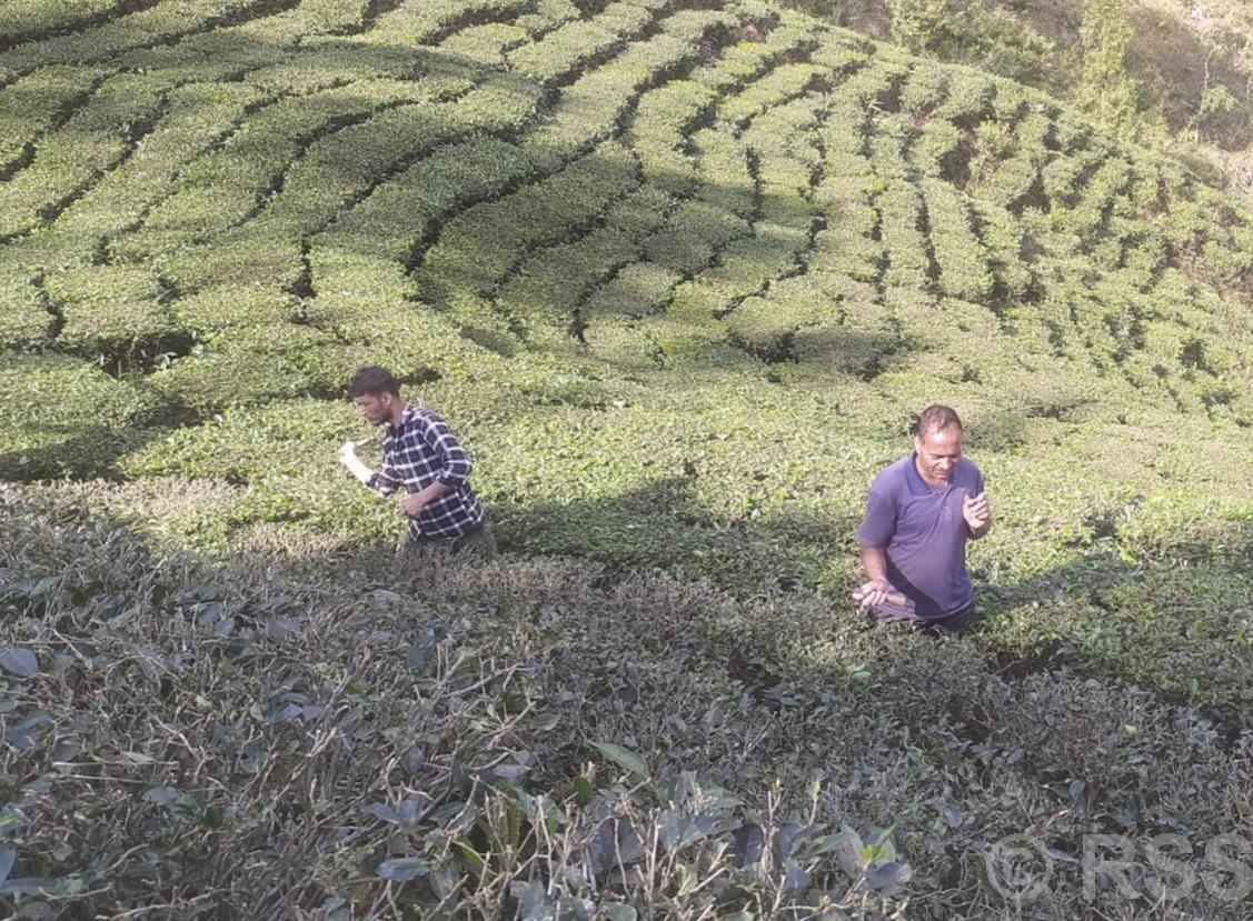 इलाममा बन्द भयो चियाको उत्पादन