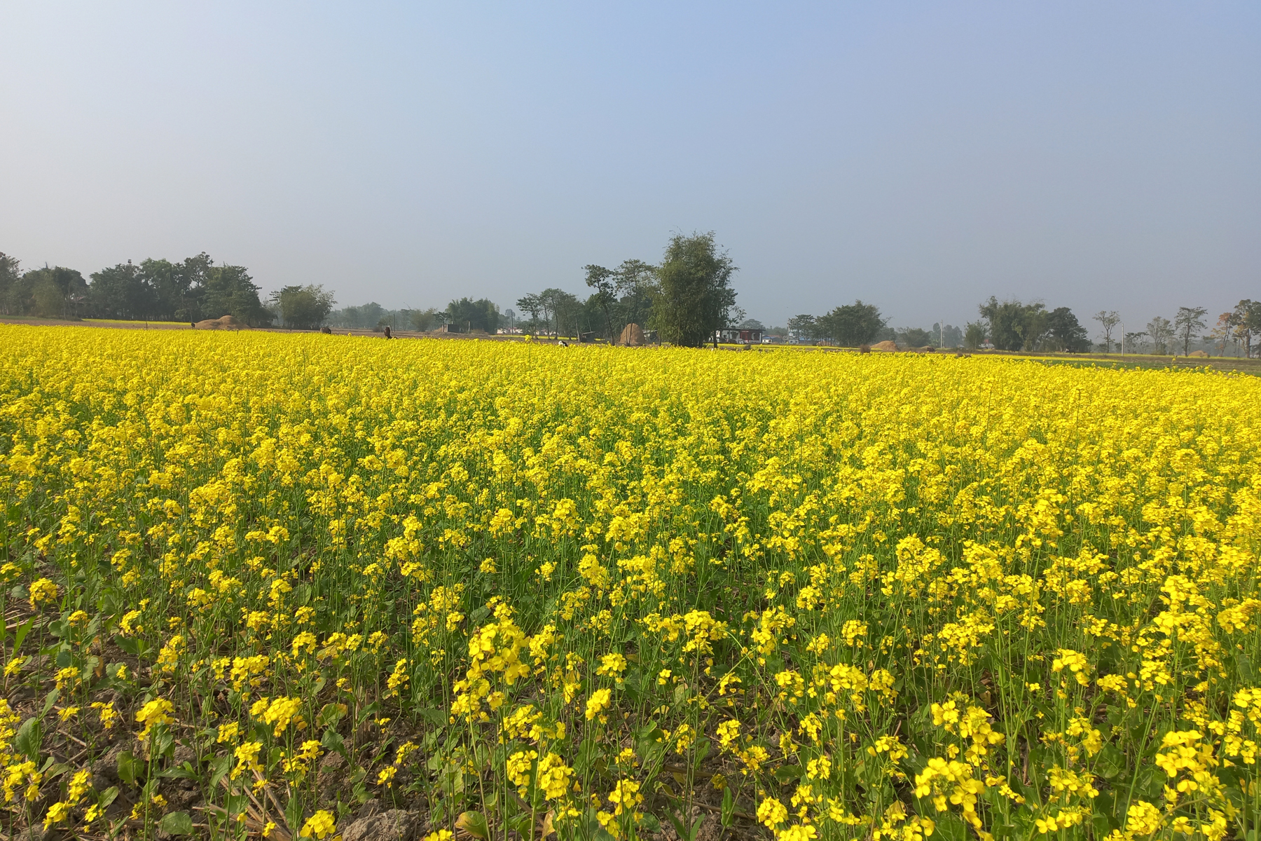 २५ सय बिघा जमिनमा तोरी खेती, मिल सञ्चालन गर्दै सहकारी