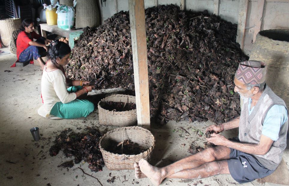 अलैँचीको भाउ तेब्बर बढ्यो, किसान खुसी