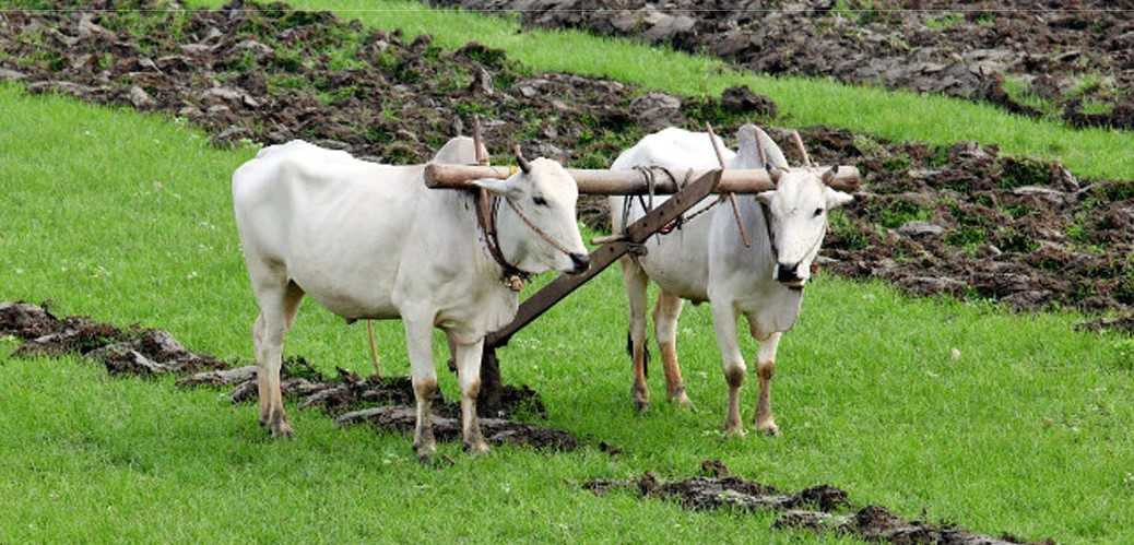 हलगोरु पाल्नेलाई जैमिनी नगरपालिकाले दश हजार अनुदान दिने