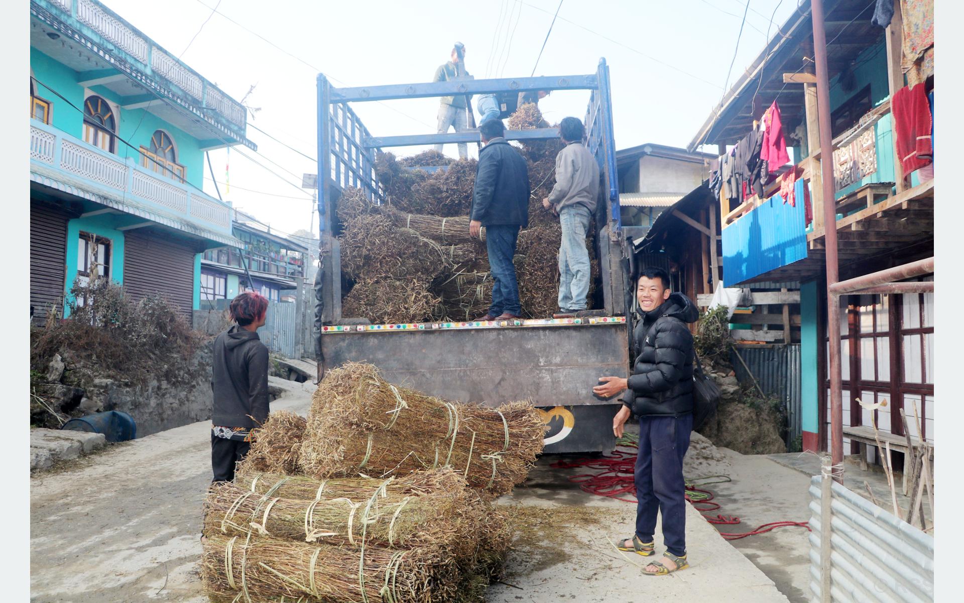 चिराइतोको मूल्य बढ्दो, उत्पादन घट्दो