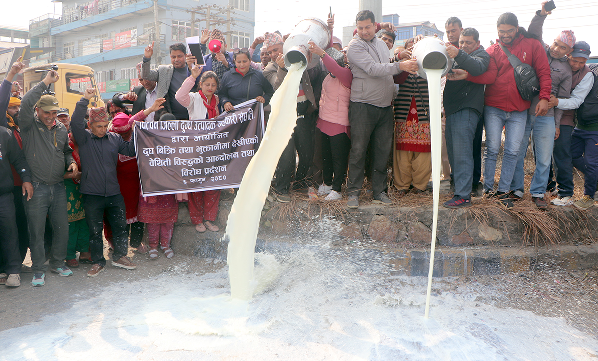 भुक्तानी नपाएका र बजारीकरणको समस्या भोगेका किसानले सडकमै दूध पोखे