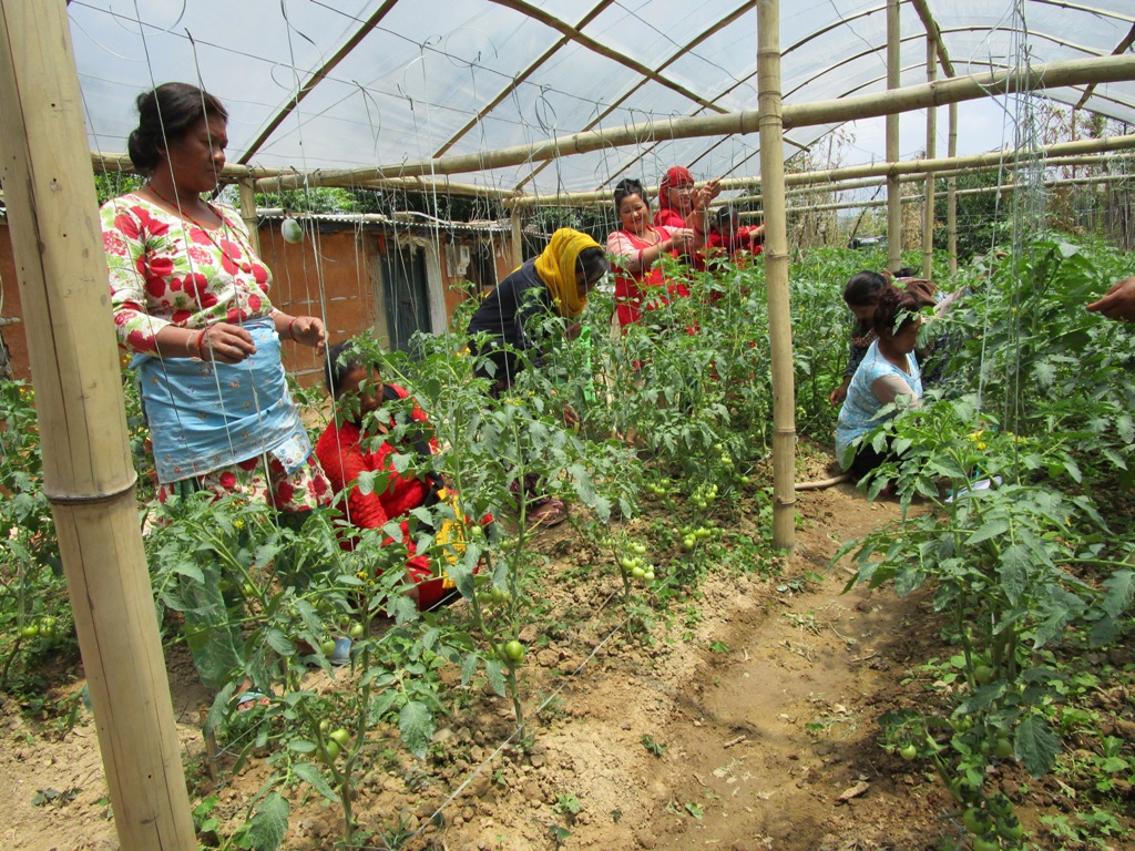 पोखरामा किसानका लागि एकीकृत शत्रुजीव व्यवस्थापन (आइपिएम) पाठशाला
