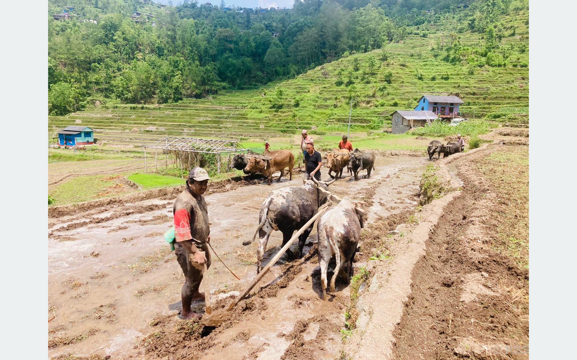 गलकोटमा रोपाइँको चटारो