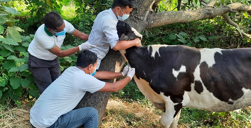 कालिकामा छ हजार पशुलाई लम्पी स्किन विरुद्धको खोप लगाइँदै