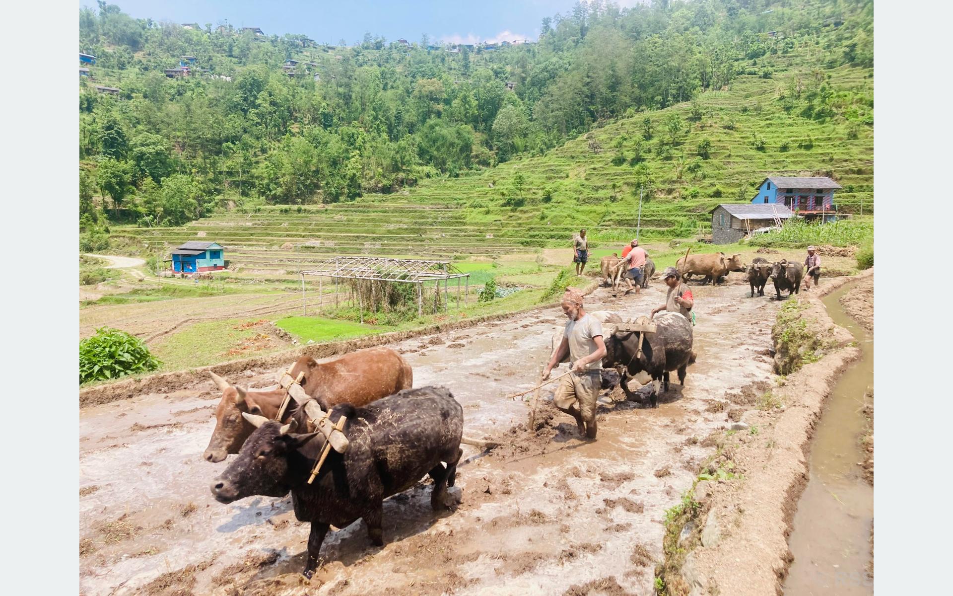 हाते ट्र्याक्टर छोडेर गोरु पाल्दै किसान