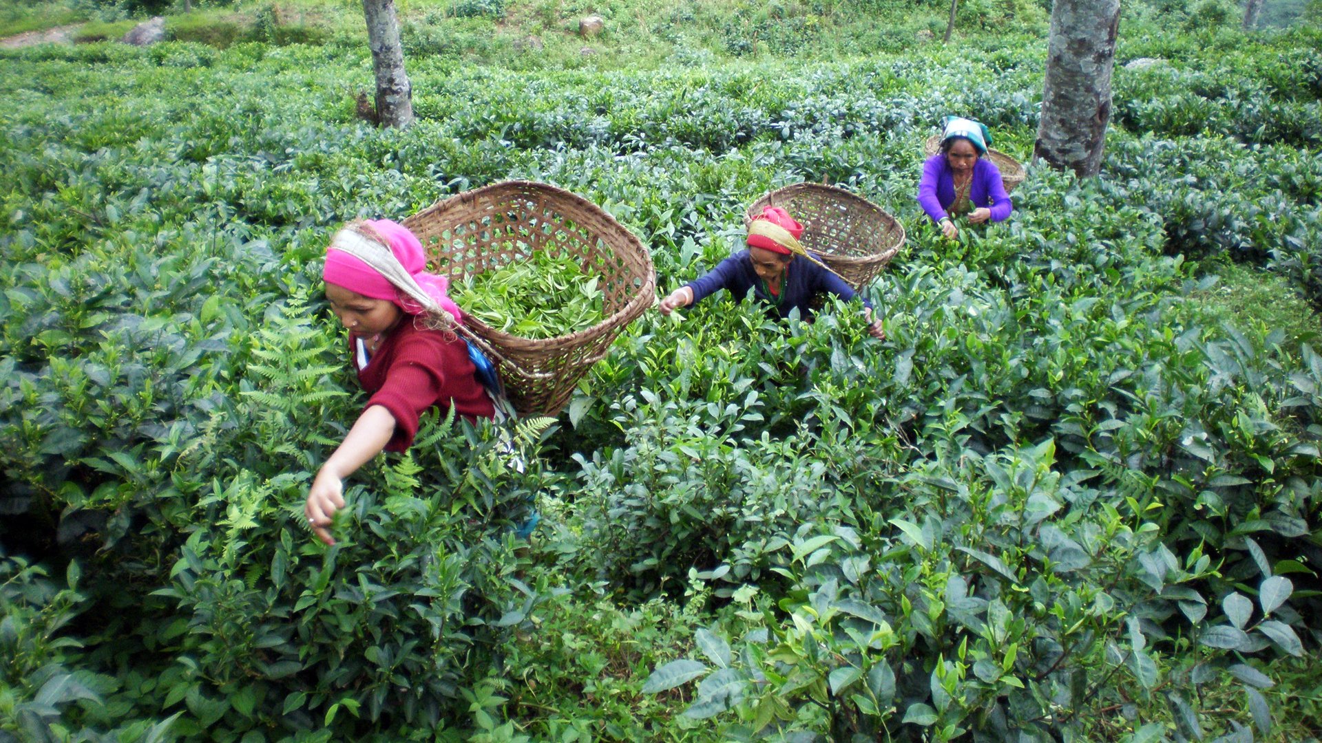 मदन भण्डारी राष्ट्रिय पुरस्कार चिया बगान केन्द्रलाई