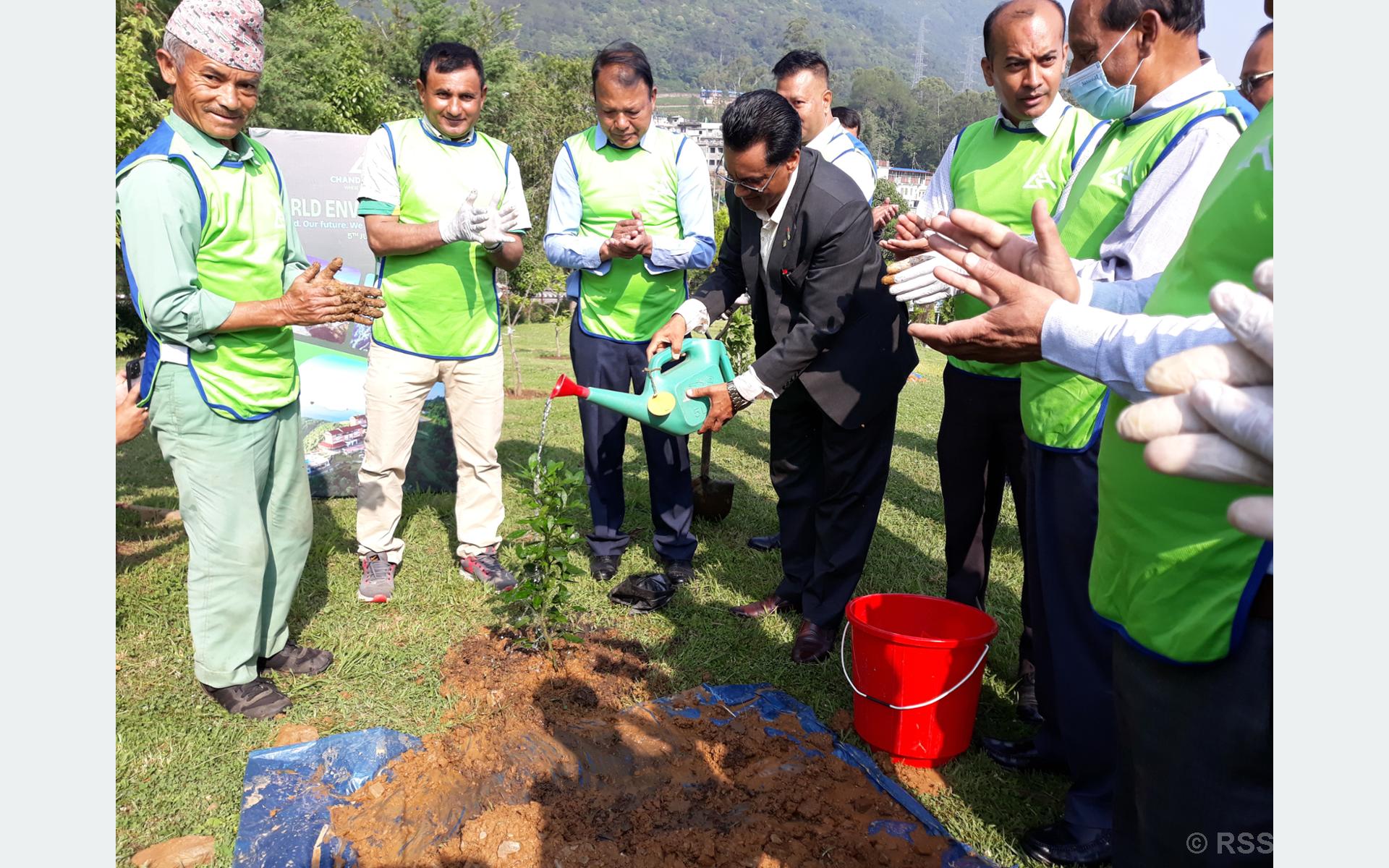 चन्द्रागिरिमा वनजाई, चुत्रो र टिम्बुरका बिरुवा लगाइयो