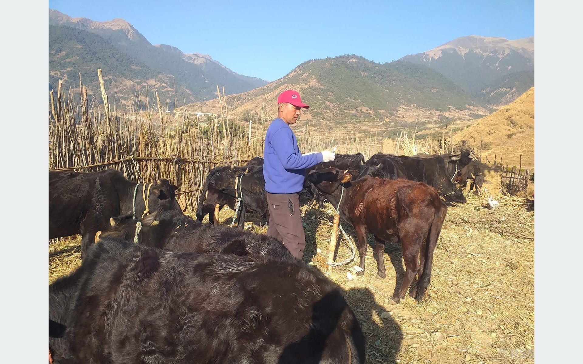 बागलुङमा दुई लाख १६ हजार पशुलाई लगाइयो खोप