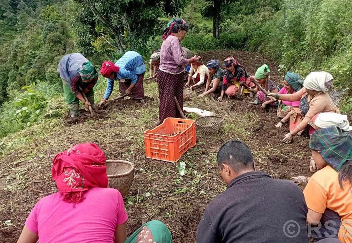 बागलुङमा आलुखेती विस्तार : गत वर्ष अर्ब बढीको उत्पादन