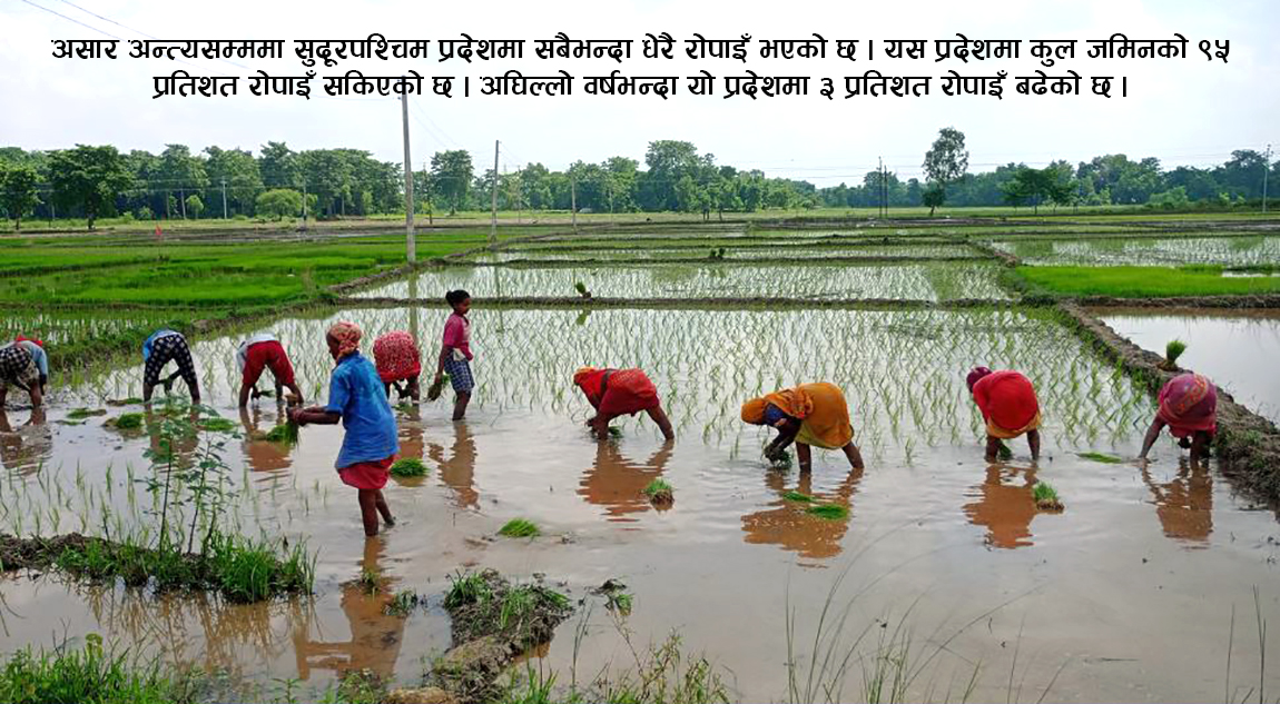 धान रोपाइँ १२ प्रतिशत बढ्यो, असार मसान्तसम्म कति भयो रोपाइँ ?